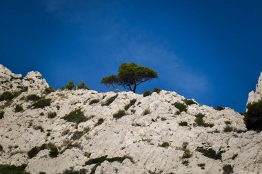 Uçurumun tepesindeki göze çarpan ağaç