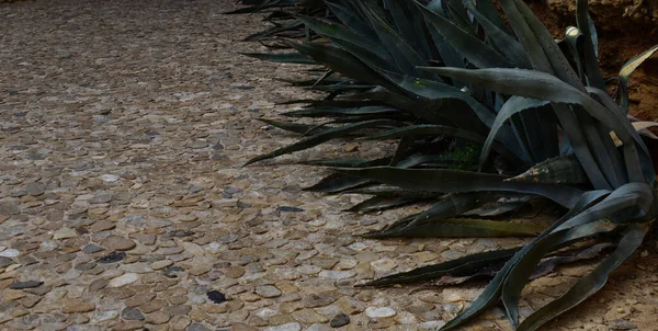 Kaldırımda Agave çiçek açtı.