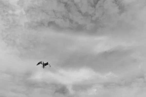 Kuzu Bulutlarının Altında Bir Martı Uçar — Stok fotoğraf