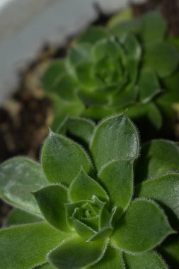 Güzel bir ev. Yakın çekim.