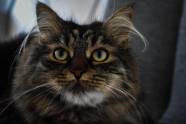 Güzel kedi, yakından bak.