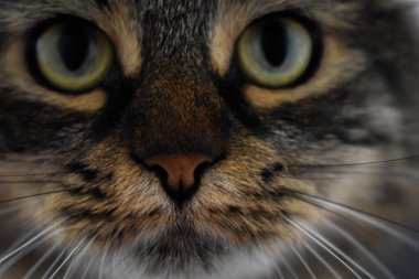 Güzel kedi, yakından bak.