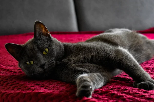 Vacker Katt Titta Nära Håll — Stockfoto