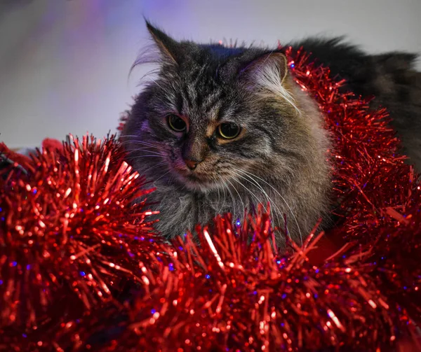 Noel ağacının altındaki kedi