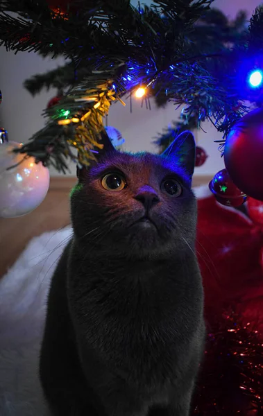Noel ağacının altındaki kedi