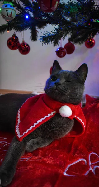 Noel ağacının altındaki kedi