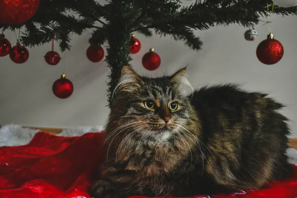 Noel ağacının altındaki kedi