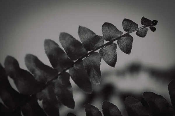 Güzel bir eğrelti otu. 