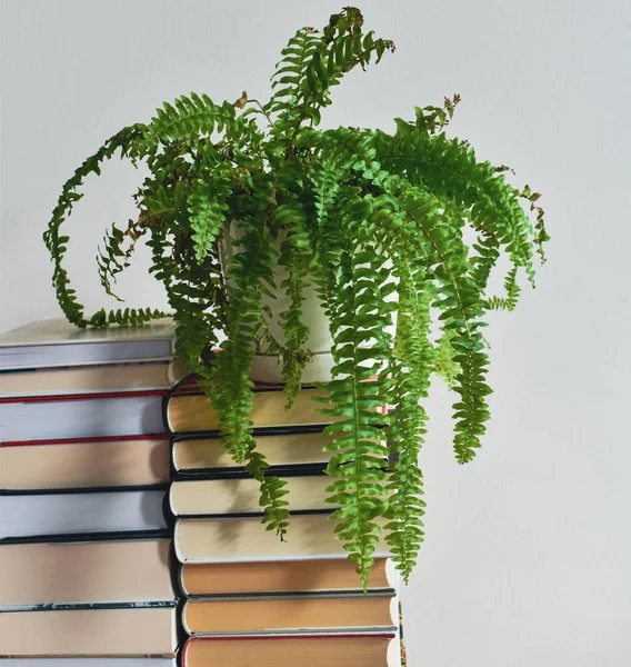 Güzel bir eğrelti otu. 