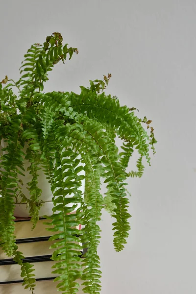 Güzel bir eğrelti otu. 