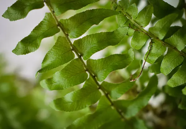 Güzel bir eğrelti otu. 