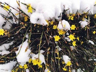Laburnum under the layer of snow