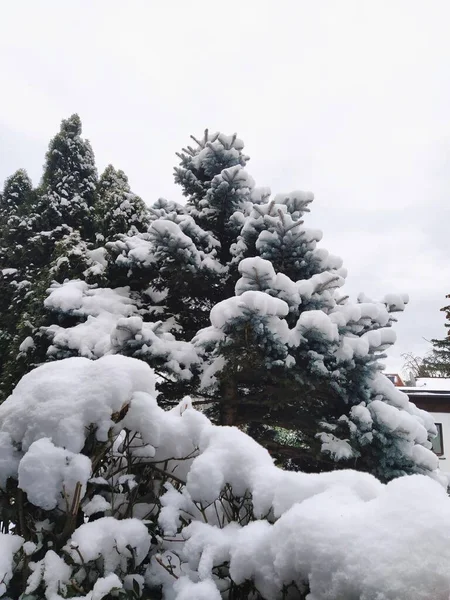 Pine tree under the snow cover