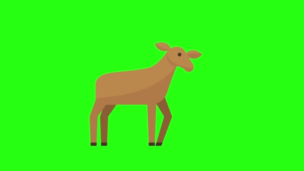 Зелёный Экран Животных Роялти — стоковое видео
