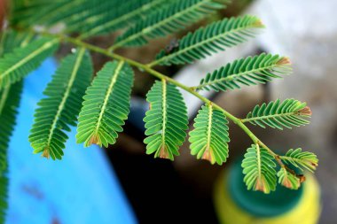 Bitkiler ve Çiçekler İçin Resimler