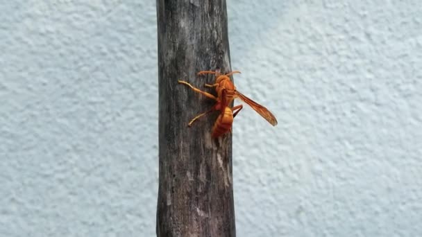 Duvarda Küçük Bir Böcek — Stok video