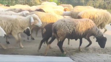 Kırsalda koyunlar