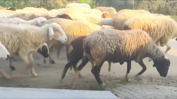Πρόβατα Στην Ύπαιθρο — Αρχείο Βίντεο
