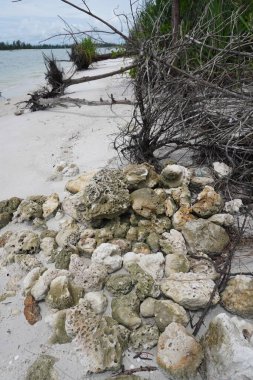 Kıyı aberasyonu-2 'den dolayı. Kıyı boyunca uzanan bitkiler düştü ve öldü. Aynı şekilde, mercan resifleri kıyıya vurdu ve öldü..