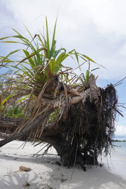 Kıyı aberasyonundan dolayı. Kıyı boyunca uzanan bitkiler düştü ve öldü. Aynı şekilde Cora, resifler kıyıya vurdu ve öldü. Doğanın onu korumak için ilgimize ihtiyacı var..