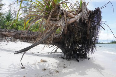 Kıyı aberasyonundan dolayı. Kıyı boyunca uzanan bitkiler düştü ve öldü. Aynı şekilde Cora, resifler kıyıya vurdu ve öldü. Doğanın onu korumak için ilgimize ihtiyacı var..