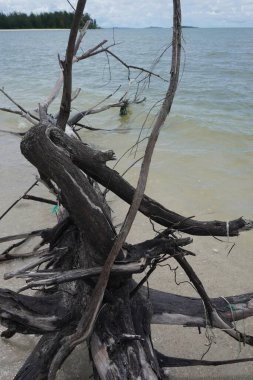 Kıyı aberasyonundan dolayı. Kıyı boyunca uzanan bitkiler düştü ve öldü. Aynı şekilde Cora, resifler kıyıya vurdu ve öldü. Doğanın onu korumak için ilgimize ihtiyacı var..