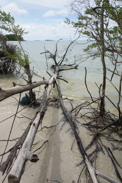 stock image Due to Coastal Aberration.  Plants along the coast fell and died.  Likewise, cora; reefs washed ashore and also died.  Nature needs our concern to protect it.