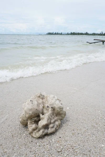 Due Coastal Aberration Plants Coast Fell Died Likewise Cora Reefs — Stock Photo, Image