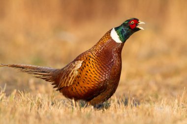 male Common pheasant Phasianus colchius Ring-necked pheasant in natural habitat, green background, grassland in autumn clipart