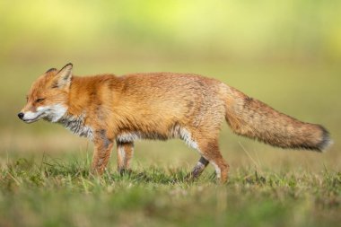 Kızıl Tilki Vulpes, sonbahar manzarası, Polonya Avrupa 'da yeşil çayırlarda yürüyen inanılmaz sıcak ışıkta vızıldıyor.