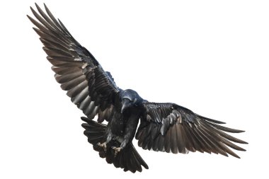 Uçan kuzgunlar beyaz arka planda izole edilmiş Corvus Corax. Cadılar Bayramı - uçan kuş