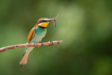 Avrupa Arı Yiyen Meroplar kolonisi yakınlarındaki şubeye tünemişti. Kuzey Polonya 'da Doğa Sahnesi - Avrupa