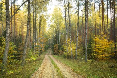 Sisli sonbahar ormanı. Sisli ormanda sonbaharın başlarında. Sonbahar ormanlarında sabah sisi Polonya Avrupa huş ağaçları