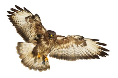 Birds of prey - Common buzzard Buteo buteo flying, hawk bird, predatory bird close up flying bird isolated on white background clipart