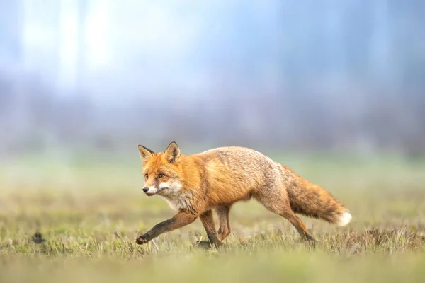Red Fox Vulpes Vulpes Autumn Scenery Poland Europe Animal Walking — Stock Photo, Image