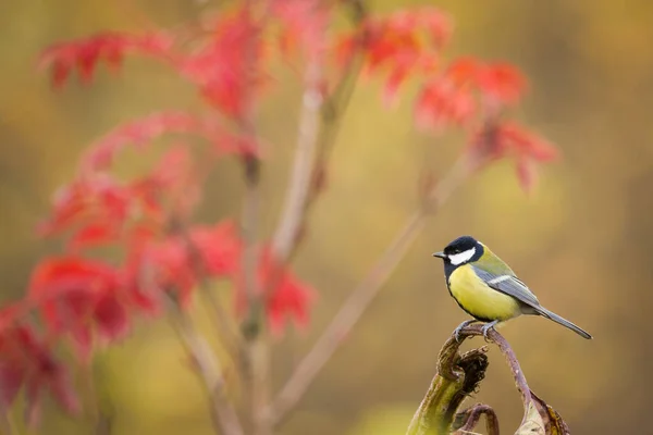 Colorful Great Tit Parus Major Perched Tree Trunk Photographed Horizontal — Stockfoto