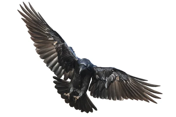 Uçan Kuzgunlar Beyaz Arka Planda Izole Edilmiş Corvus Corax Cadılar — Stok fotoğraf