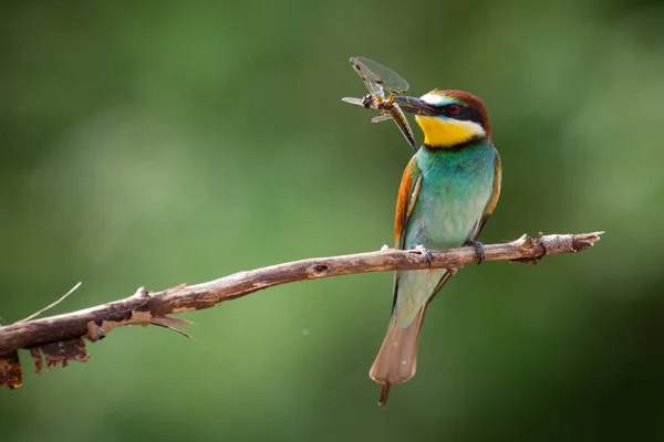 stock image European Bee-Eater Merops apiaster perched on Branch near Breeding Colony. Wildlife scene of Nature in Northern Poland - Europe