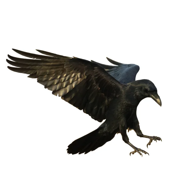 Πουλιά Που Πετούν Κοράκια Απομονωμένα Λευκό Φόντο Corvus Corax Απόκριες — Φωτογραφία Αρχείου