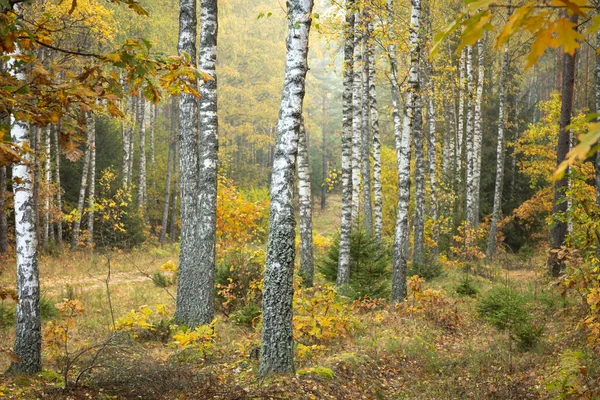 Misty autumn forest. Early autumn in misty forest. Morning fog in autumn forest Poland Europe, birch trees