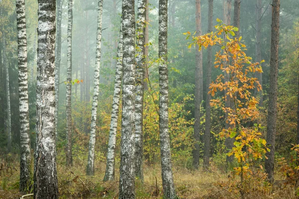 Misty autumn forest. Early autumn in misty forest. Morning fog in autumn forest Poland Europe, birch trees