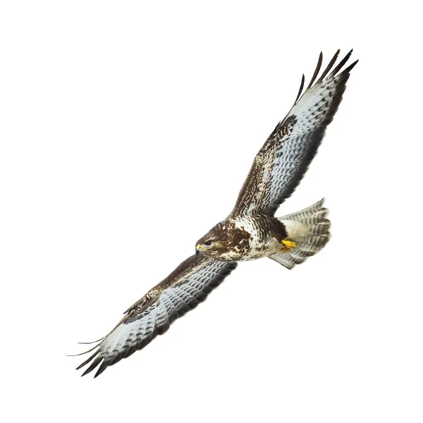 Birds Prey Common Buzzard Buteo Buteo Flying Hawk Bird Predatory — Stock Photo, Image