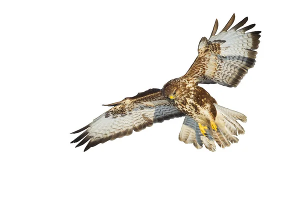 Aves Rapina Buzzard Comum Buteo Buteo Voando Pássaro Falcão Pássaro — Fotografia de Stock