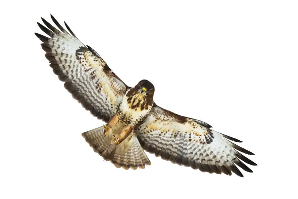 Uccelli Rapaci Poiana Comune Buteo Buteo Volante Falco Rapace Uccello — Foto Stock