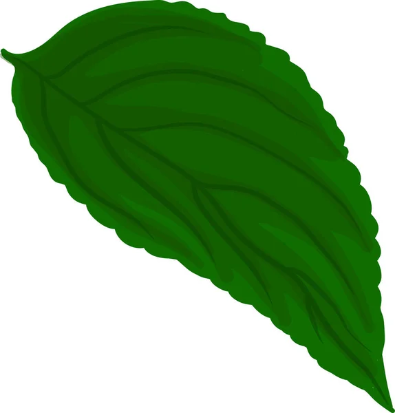 Ілюстрація Деталізованого Зеленого Рослинного Листа — стоковий вектор