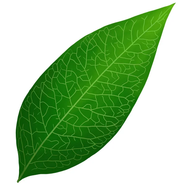 Részletes Zöld Növénylevél Illusztrációja — Stock Vector