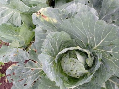 # Çiftlikte yeşil yapraklı küçük böcek hayvanı #