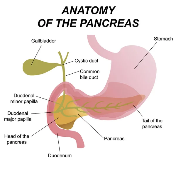 Stock vector Medical illustration of the location of the internal organs, pancreas and duodenum in the human body