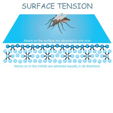 Insect showing water surface tension.Illustrated study guide drawing. clipart