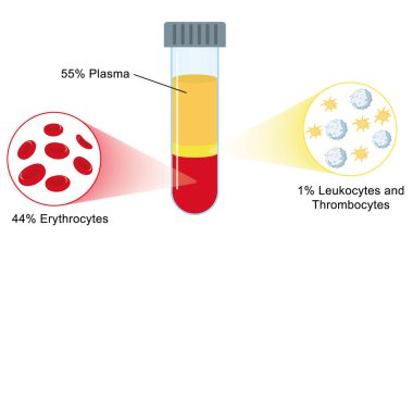 Trombosit zengini plazma tedavisi. Kan bileşimi, lenfositler, trombositler ve eritrositler. Laboratuvarda bir örnek. İnsan kanı yapısı ve prp bilgisi. Mikrobiyoloji testi.